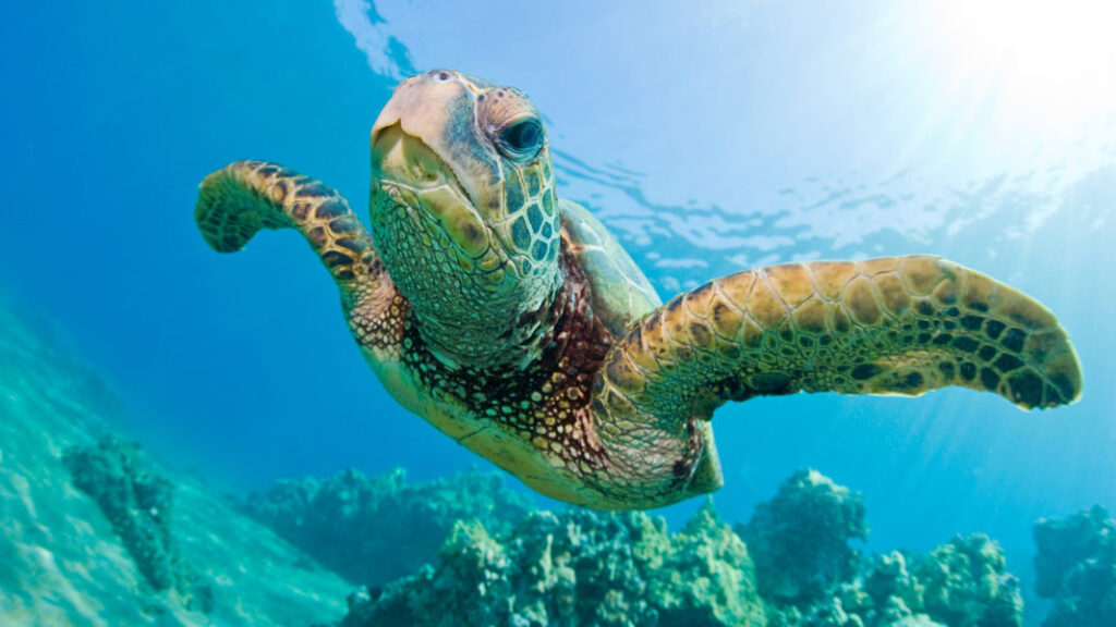 Tartaruga Marinha Verde nadando no mar. ao fundo contem o recife cheio de corais sob a luz solar