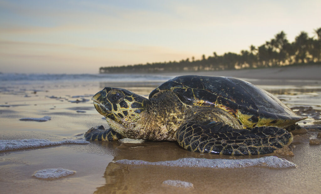 Tartaruga Marinha de Pente em uma praia no fim da tarde