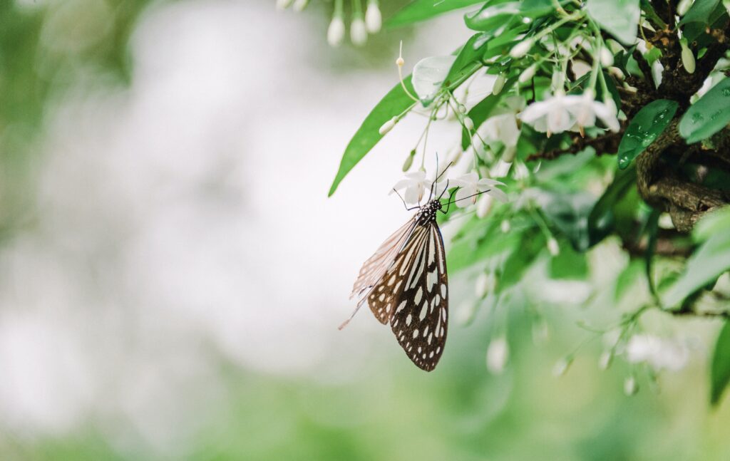 Borboleta pousada em uma árvore.