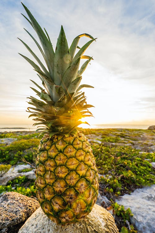 Foto de um Abacaxi, ao fundo o Por do Sol